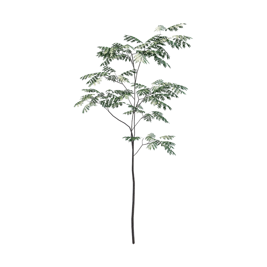 Aralia elata - Japanese Angelica Tree 02